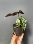 Alocasia amazonica
