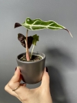 Alocasia amazonica