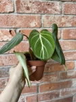 Philodendron gloriosum White Veins