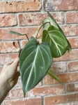 Philodendron gloriosum White Veins