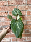 Philodendron gloriosum White Veins