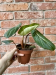 Philodendron gloriosum White Veins