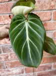 Philodendron gloriosum White Veins