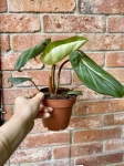 Philodendron gloriosum White Veins