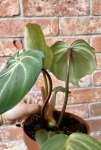 Philodendron gloriosum White Veins