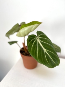 Philodendron gloriosum White Veins - M