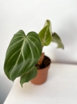 Philodendron gloriosum White Veins
