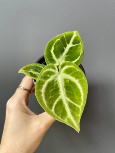 Anthurium crystallinum (1)