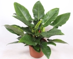 Philodendron imperial green - dorosła roślina