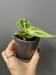 Anthurium Dorayaki S