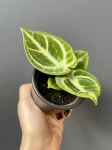 Anthurium Dorayaki S