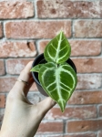 Anthurium Dorayaki S