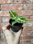 Anthurium Dorayaki S