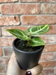 Anthurium Dorayaki S