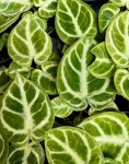 Anthurium Dorayaki
