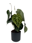 Anthurium clarinervium starsza roślina