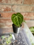 Anthurium clarinervium - S