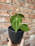 Anthurium clarinervium - S