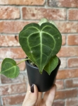 Anthurium clarinervium - S