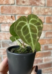 Anthurium clarinervium - S