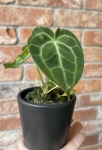 Anthurium clarinervium - S