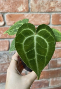 Anthurium clarinervium 