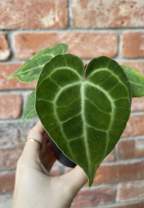Anthurium clarinervium - S