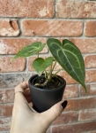 Anthurium clarinervium - S