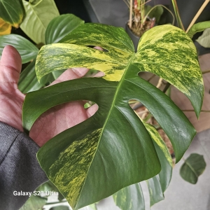 Monstera marmorata