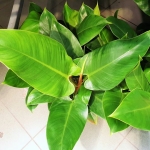 Philodendron imperial green - dorosła roślina