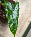 Alocasia reticulata