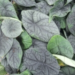 Liście Alocasia melo