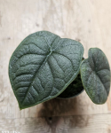 Alocasia melo jedna z sadzonek
