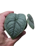Alocasia melo zbliżenie