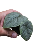 Alocasia melo zbliżenie