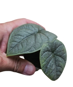 Alocasia melo 