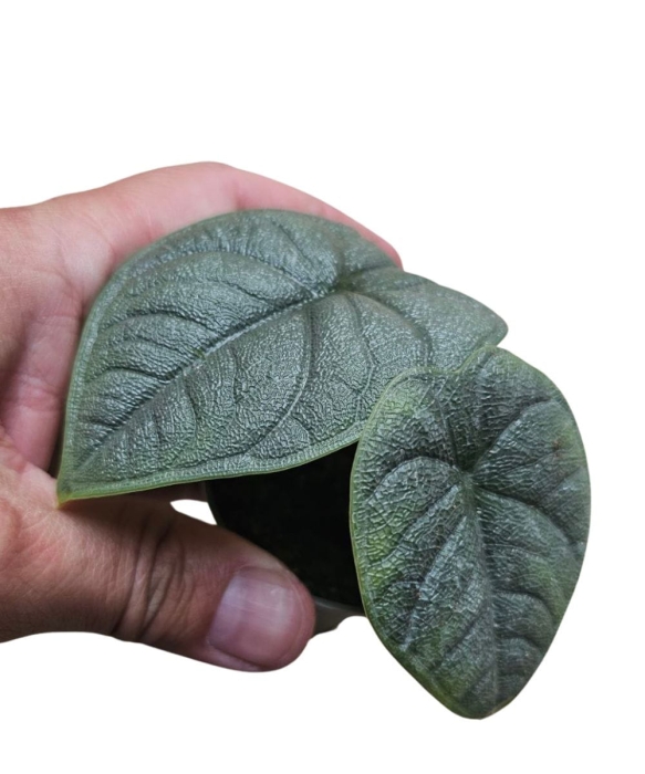 Alocasia melo zbliżenie
