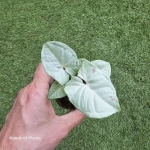 Syngonium Milk Confetti