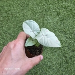 Syngonium Milk Confetti