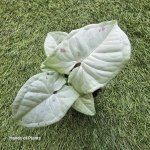 Syngonium Milk Confetti