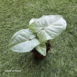 Syngonium Milk Confetti