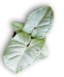 Syngonium Milk Confetti - S