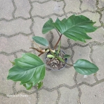 Philodendron Mayoi