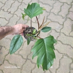 Philodendron Mayoi