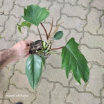 Philodendron Mayoi