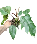 Philodendron Mayoi
