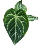 Anthurium magnificum