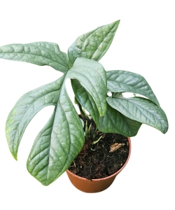 Amydrium Medium Silver - L