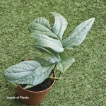 Amydrium Medium Silver