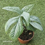 Amydrium Medium Silver